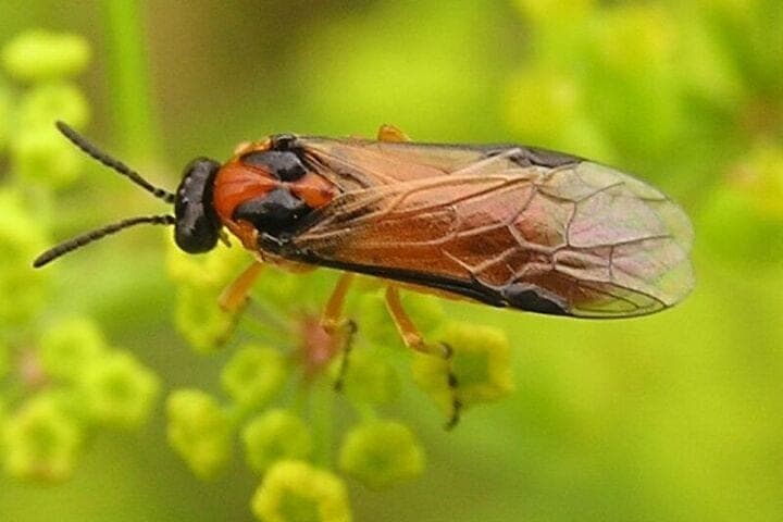 “Nursery” for the pest: science saves rapeseed from total destruction