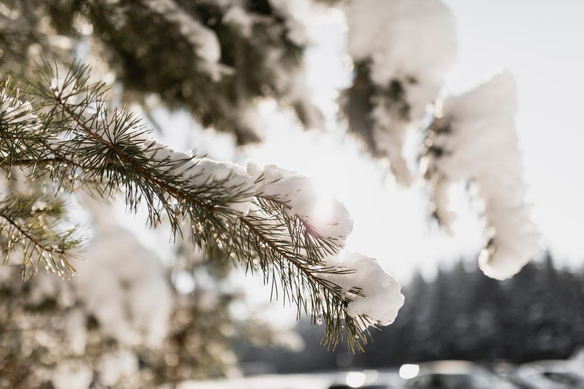 Bryansk region expects winter with temperature changes and snowfalls