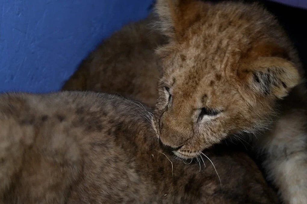 Volgograd residents told how to behave safely when meeting wild animals