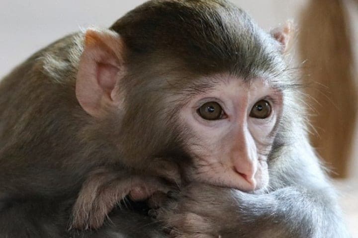 Im karelischen Zoo hat eine neue Unterhaltung für Makaken und Besucher