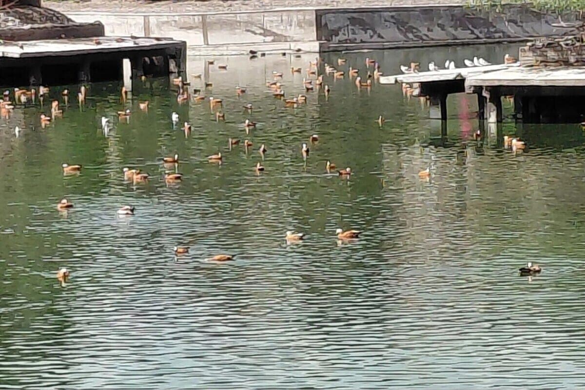 Plus de 60 espèces d'oiseaux vivent dans le parc Ivanovo Stepanov
