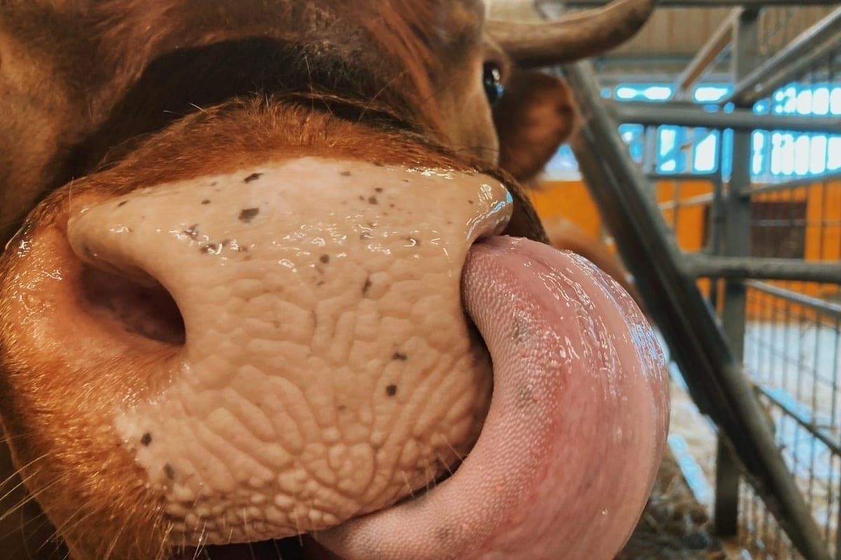 Trois fermes Vologda ont obtenu des subventions pour étendre leurs activités