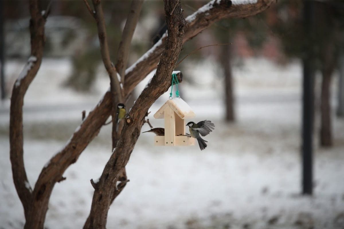 What can not do Volgograders on October 23, the day of Evlampiy Winter Indicator