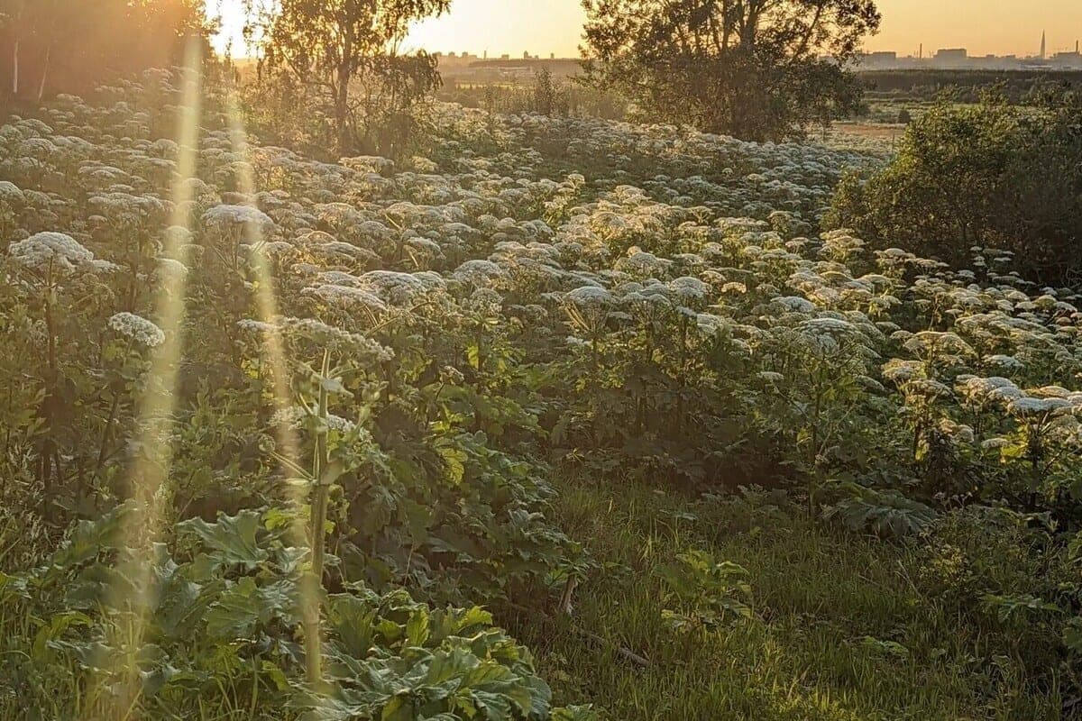 Over the summer in the Krasnoselsky district dug 93 thousand bushes with hogweed