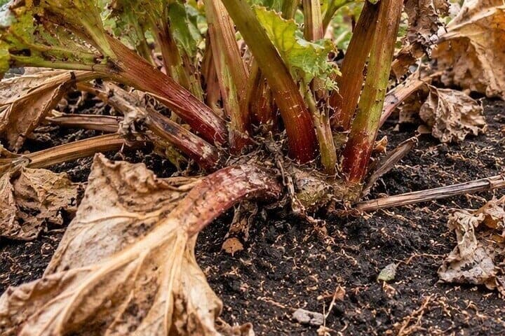 Alimenta al ruibarbo, pero deja la corona abierta