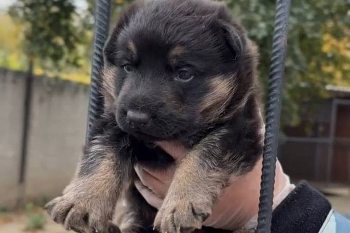 В кинологической службе курской полиции родился щенок Рэй