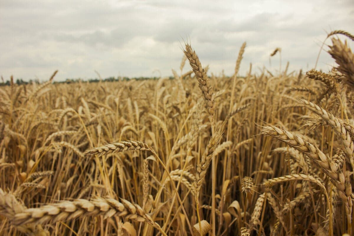 Feed stock made: farms of the Leningrad region closed the plan and are preparing for the winter
