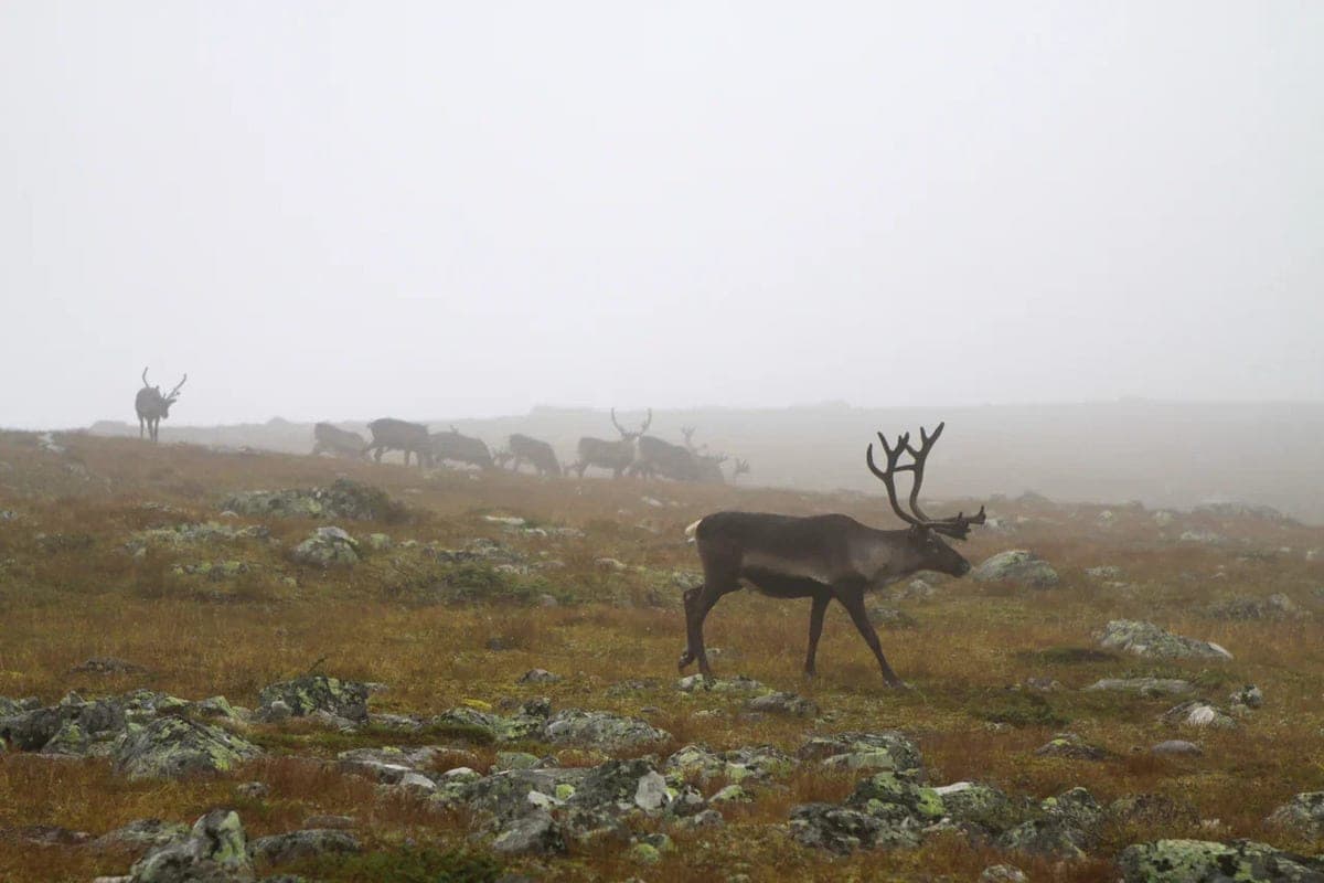“Diary of a noble reindeer herder”: a museum about the autumn cycle in the life of reindeer herders