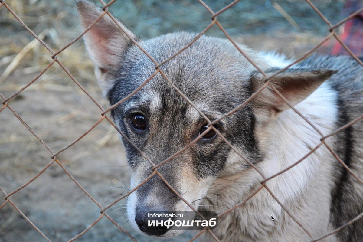 Ulyanovsk explained how to obtain compensation if the pet was harmed in the veterinary clinic