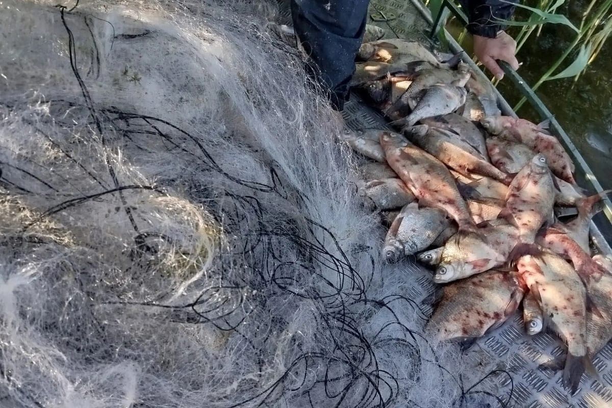 In the Kaliningrad region seized more than 120 kilograms of illegally obtained fish