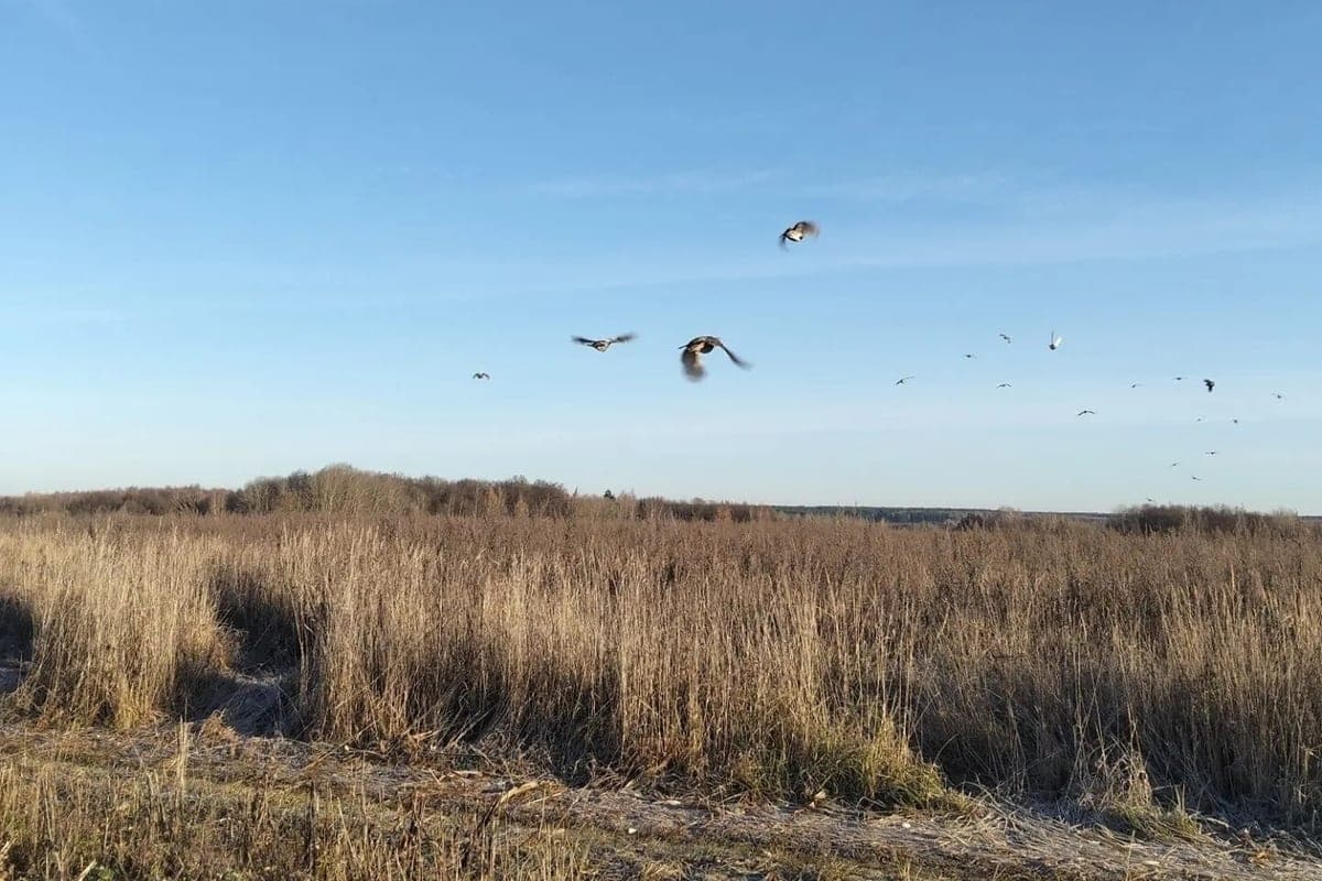 In the forests of the Vladimir region brought and released young gray partridges