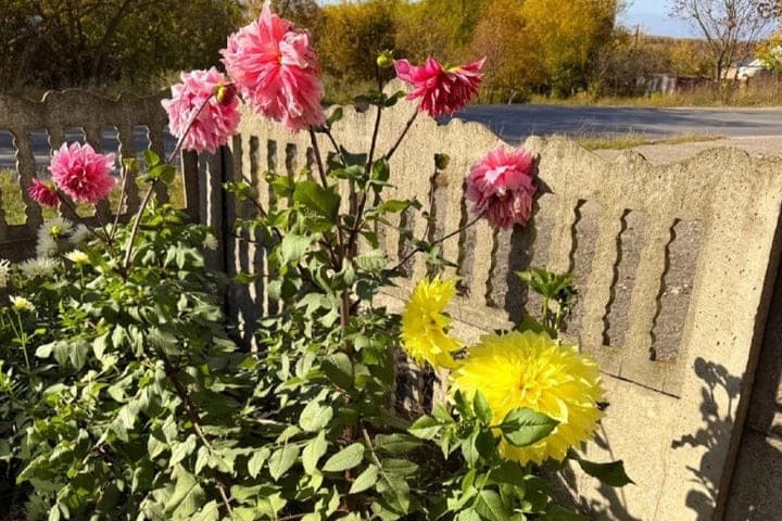 Mitte Oktober wuchs eine riesige 25-Zentimeter-Blume unter Yelets
