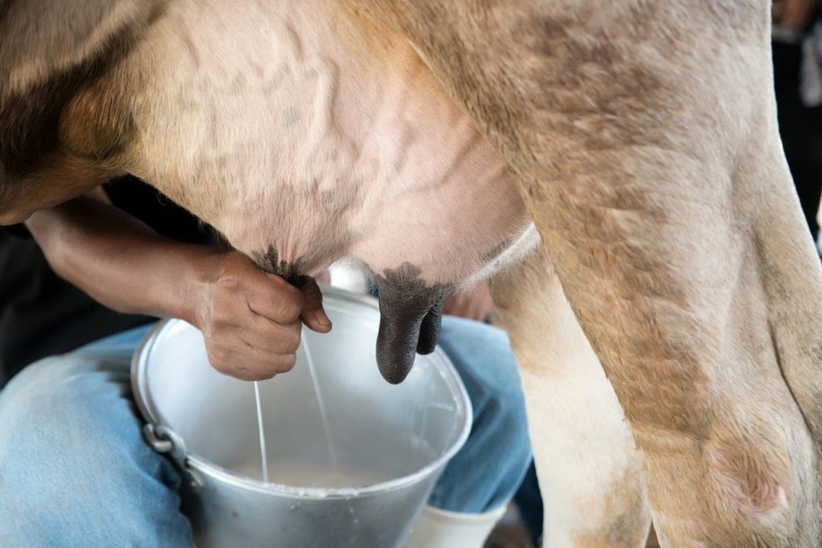 In Mari El, the entrepreneur sold milk without veterinary documents