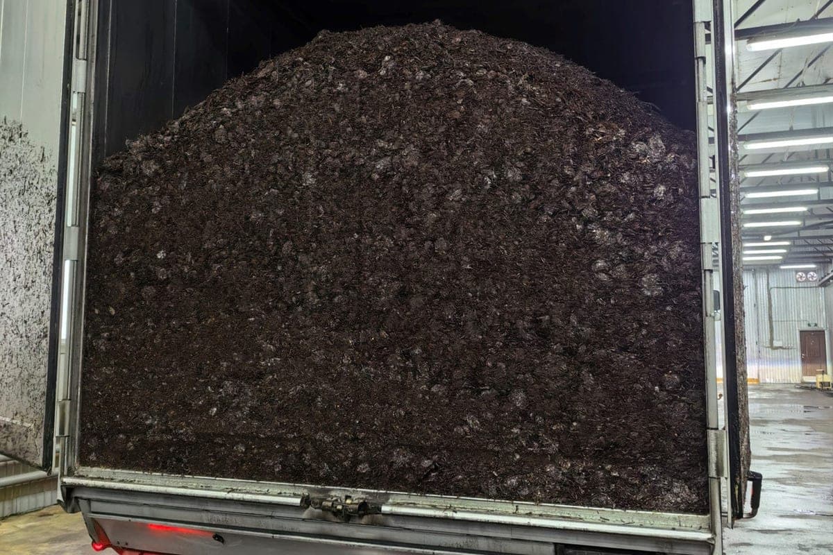In the Novgorod region from Belarus imported 20 tons of grain mycelium mushrooms