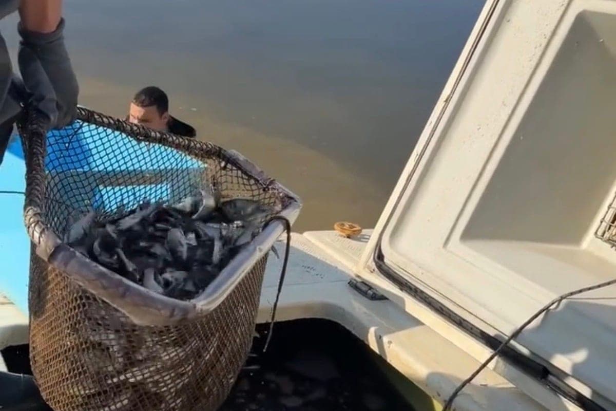 In Chelnava reservoir released 60 thousand fry carp