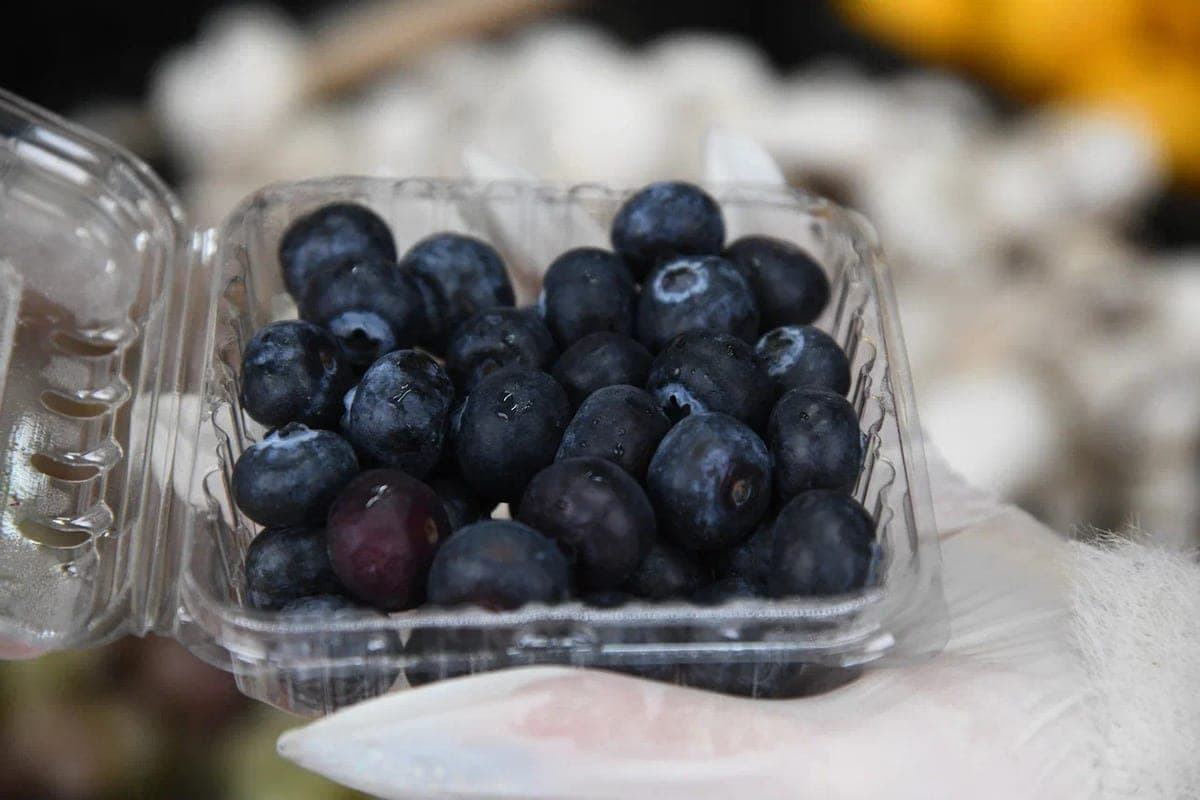 Volgograd residents learned whether blueberries really help improve vision