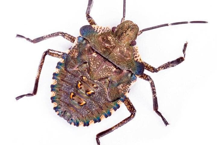 In the regions of Russia noted increased activity of marble bugs