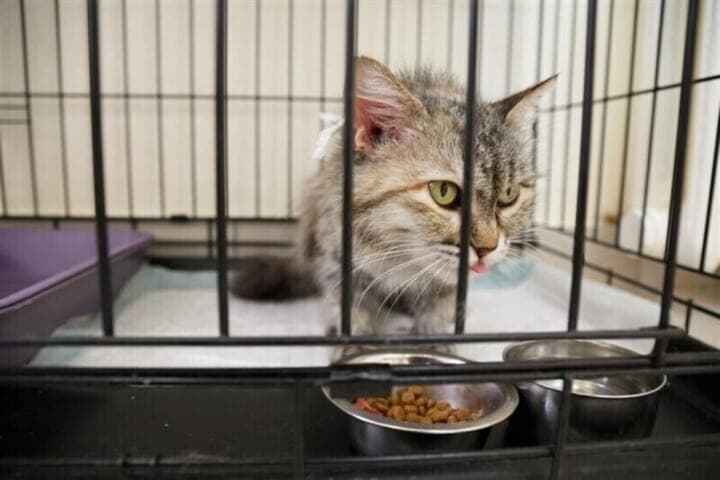 Volgograd residents were reminded that housing insurance does not cover damage from pets