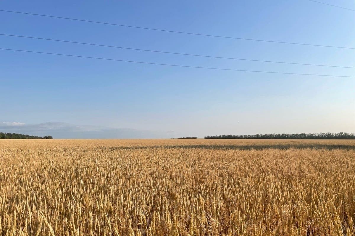In the Rostov region put up for sale agricultural enterprise for 300 million rubles