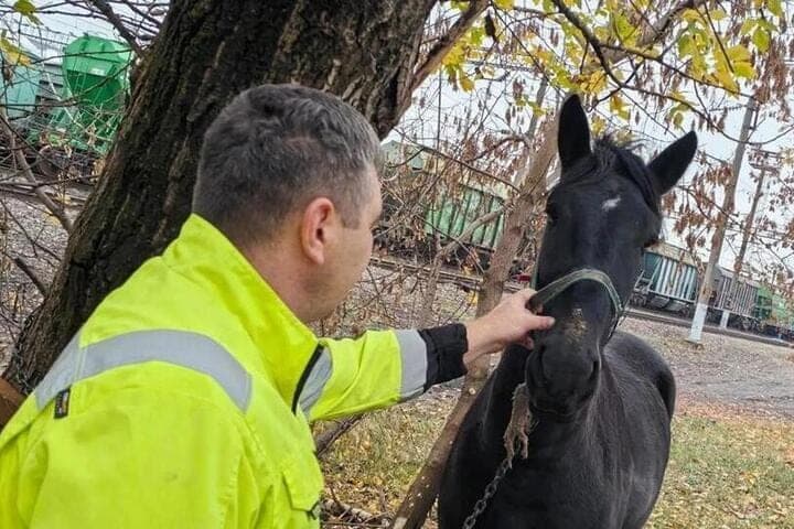 In Bryansk checked complaints about freely walking on the streets of horses