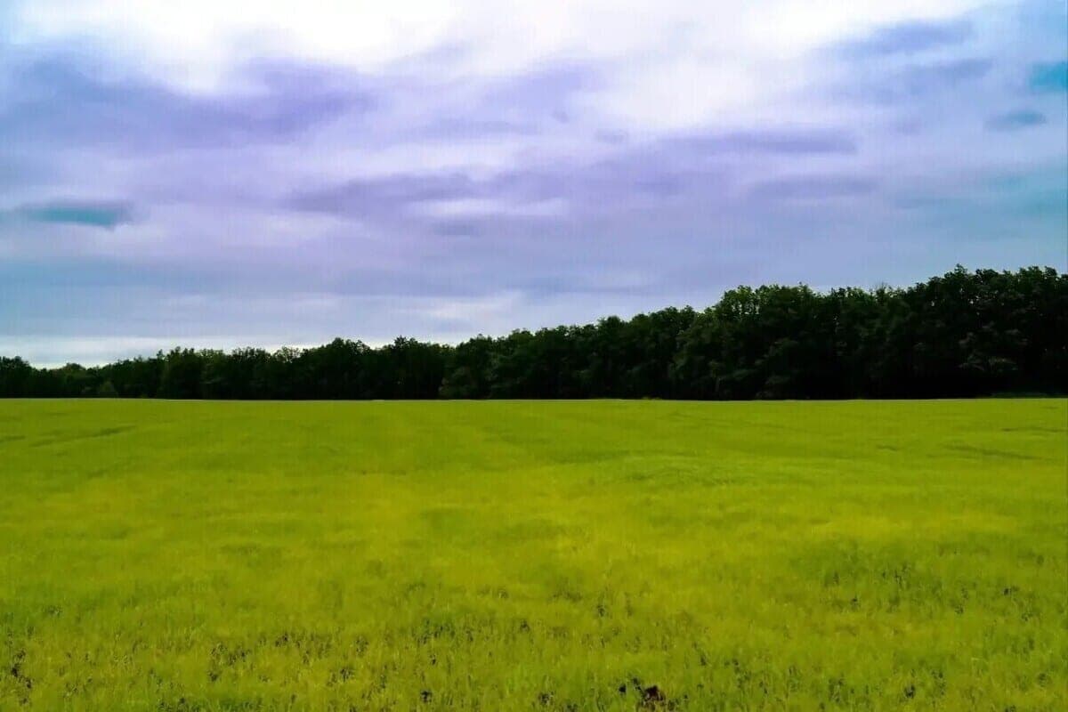 Milyaev told about the ancient oak tree, survived the disappearance of forests