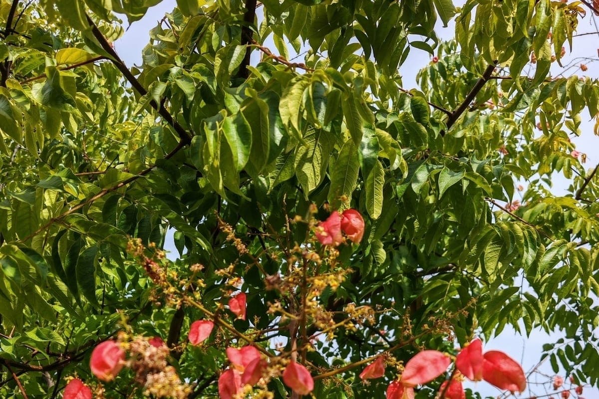 In Sochi arboretum ripened pink “lanterns” exotic tree from China