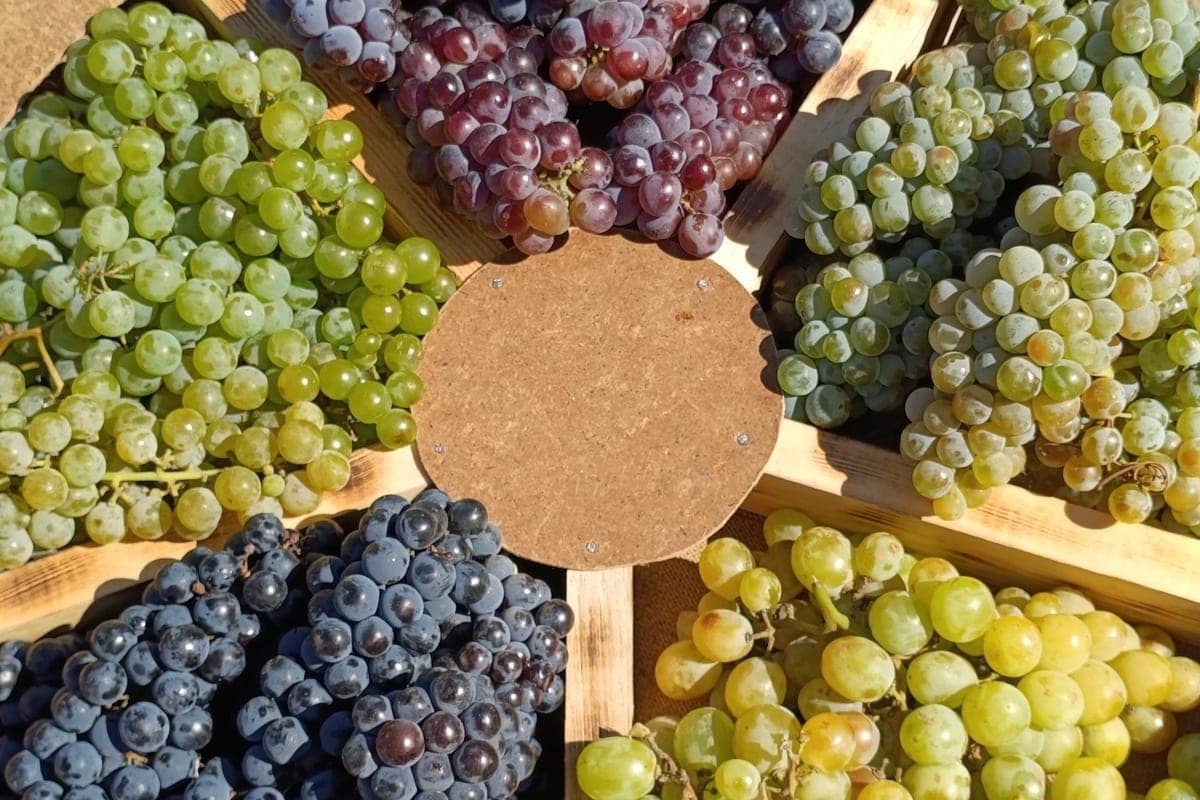 Stavropol region has collected 27 thousand tons of grapes