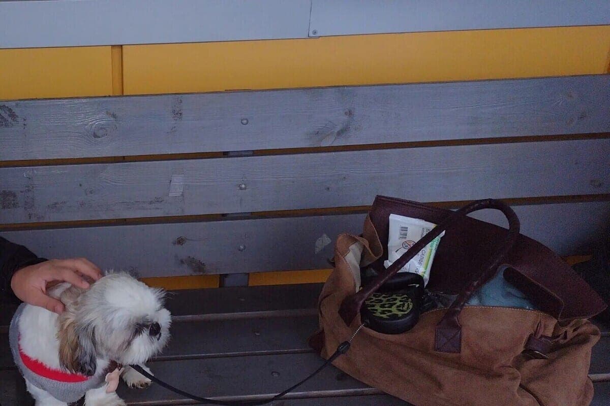 Les résidents de Voronezh ont été rappelés de nouvelles règles pour le transport des animaux domestiques dans les trains