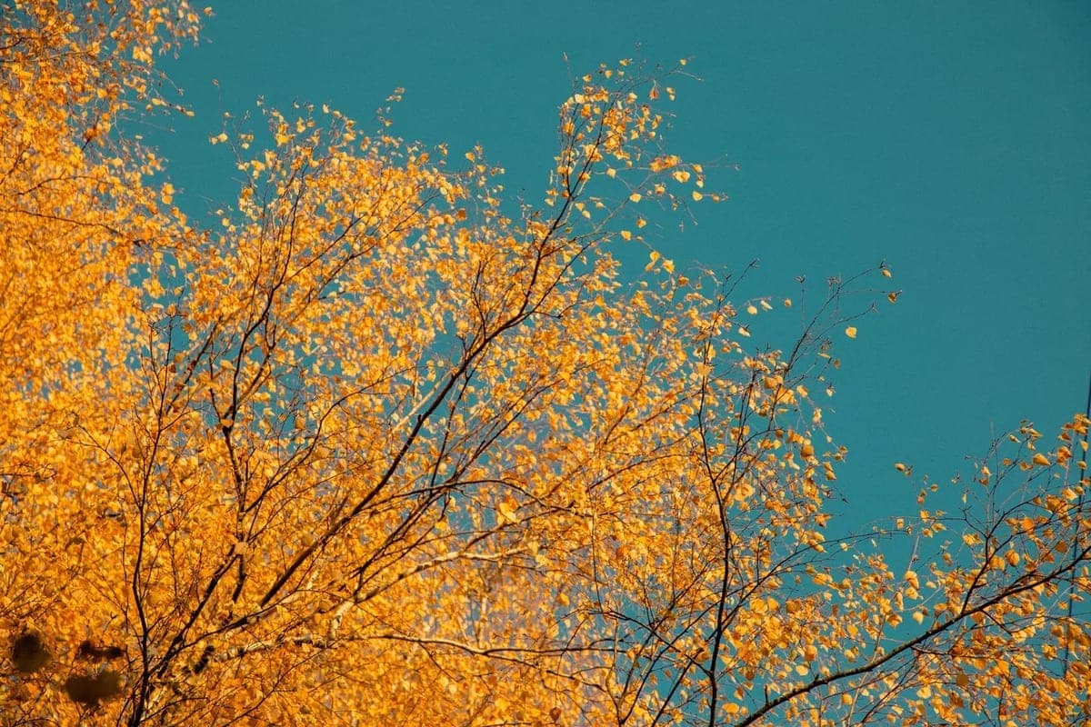 What the weather will be like on the weekend in the Tver region