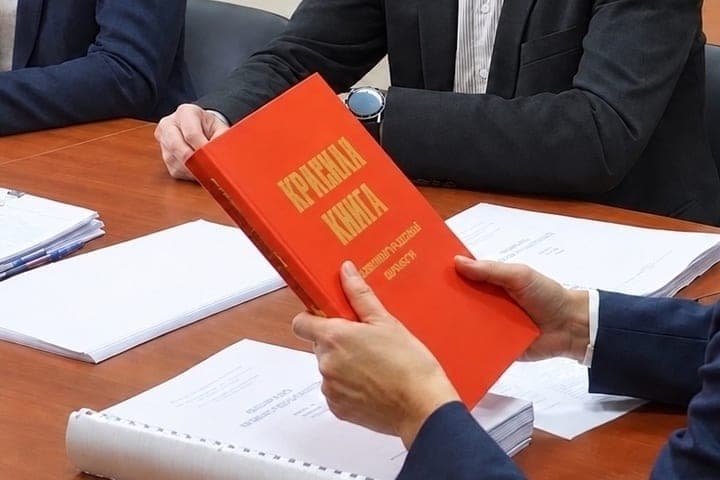 Robben und Schweinswale werden in die neue Ausgabe des Roten Buches der Region aufgenommen