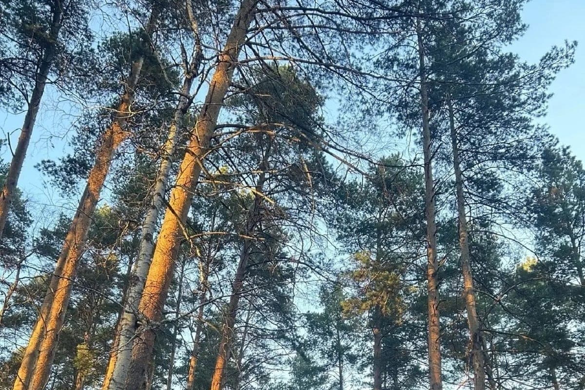 В Ивделе застрелят медведя, который залез в дом и устроил погром