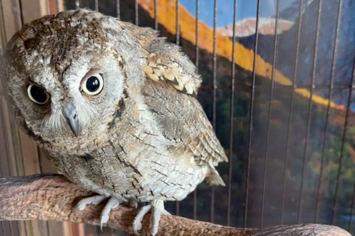 Sovenok Geographer from the Sochi Geographical Society met the morning with an unusual song