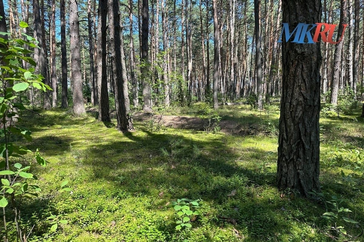 Kaluga forester hid illegal logging for 6.5 million rubles