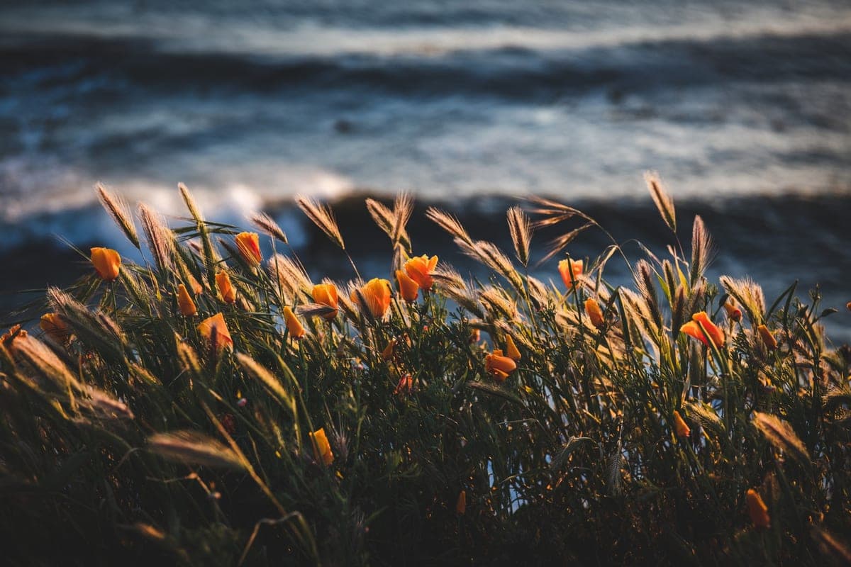 Up to +17 degrees will warm up the air in the Zaporizhia region on Tuesday