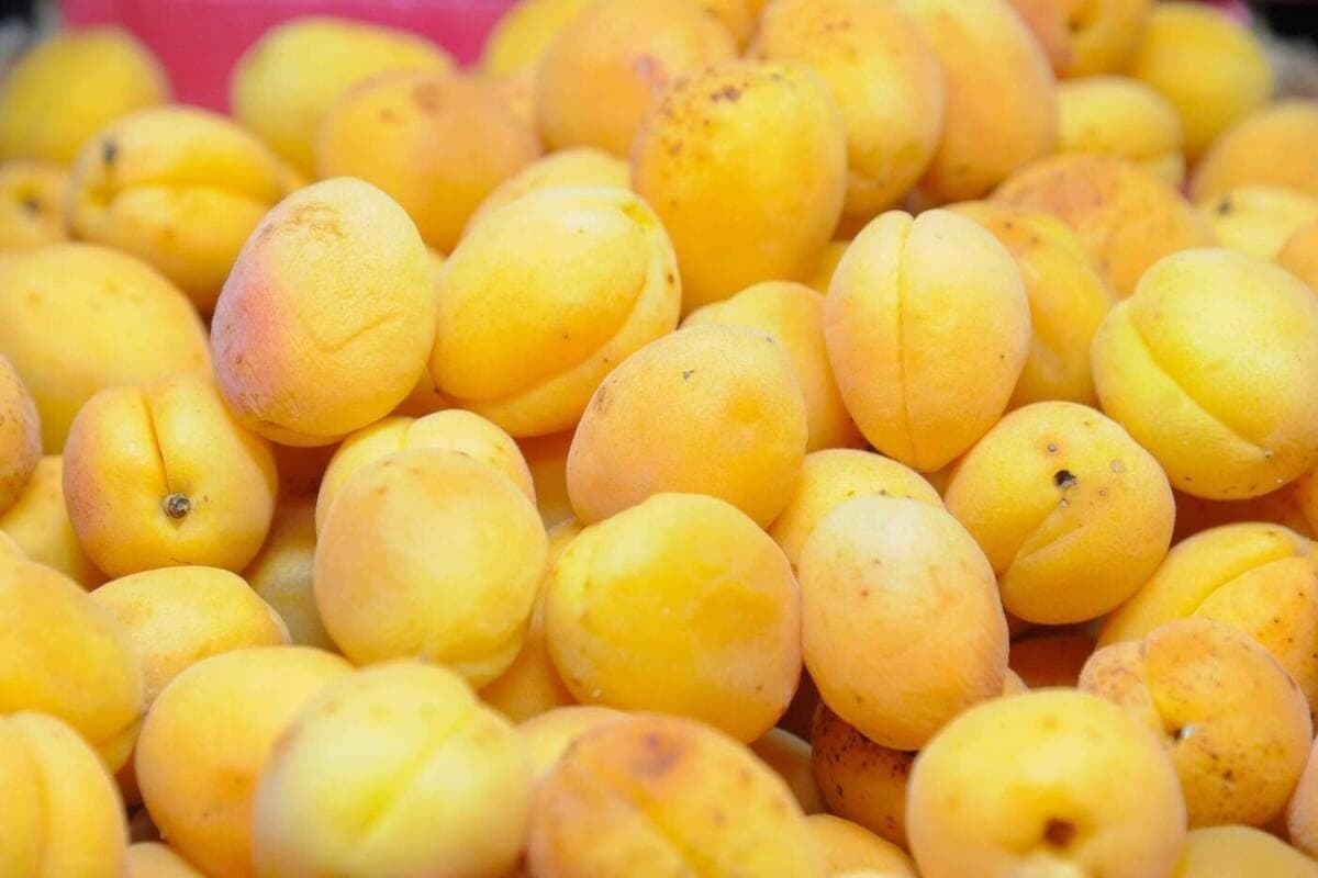 In the Astrakhan region stopped the import of a large batch of apricots