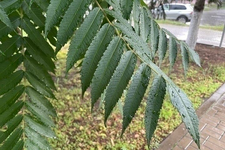 A little rain awaits Belgorod residents on Sunday