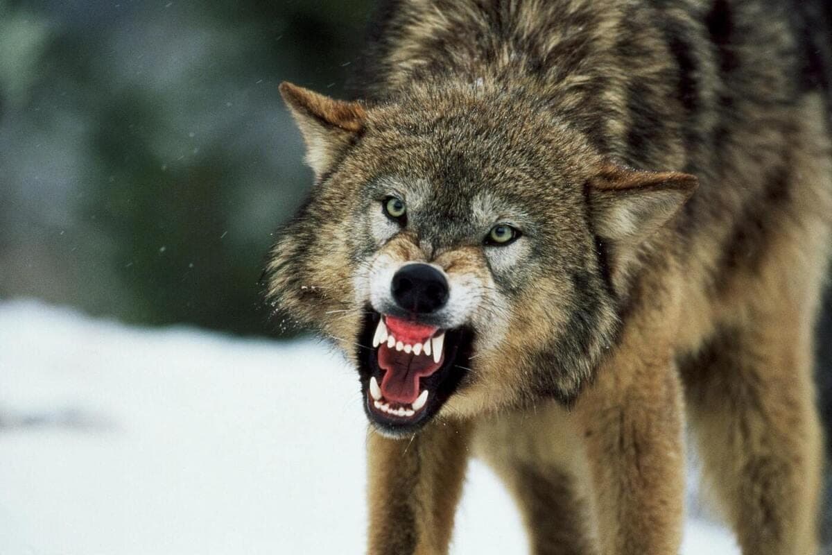 The zoologist explained why wolves come to people