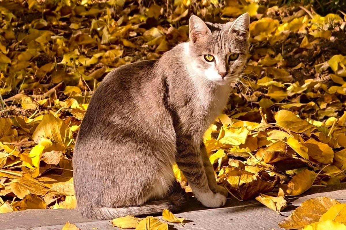 En Izhevsk el 26 de octubre un poco más caliente