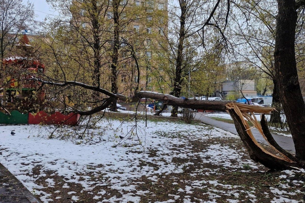 Transbaikalia and Primorye at the mercy of the elements: snowfall and storm wind