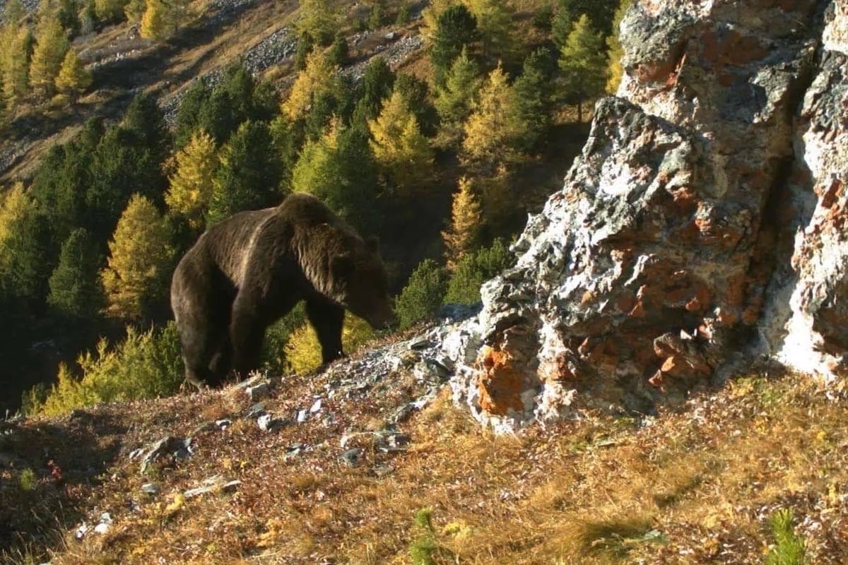 People haven't been attacked by bears yet. High-alert mode remains in security cordons of Khakassia