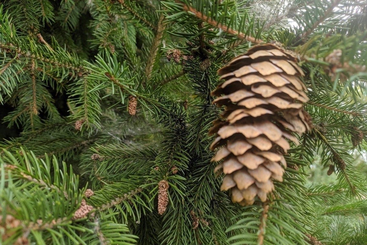 Forestry farms of Vologda region fully fulfilled the plan for reforestation
