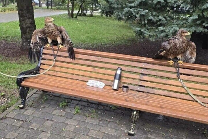 In Pyatigorsk beschlagnahmten Straßenfotografen zwei weitere Adler