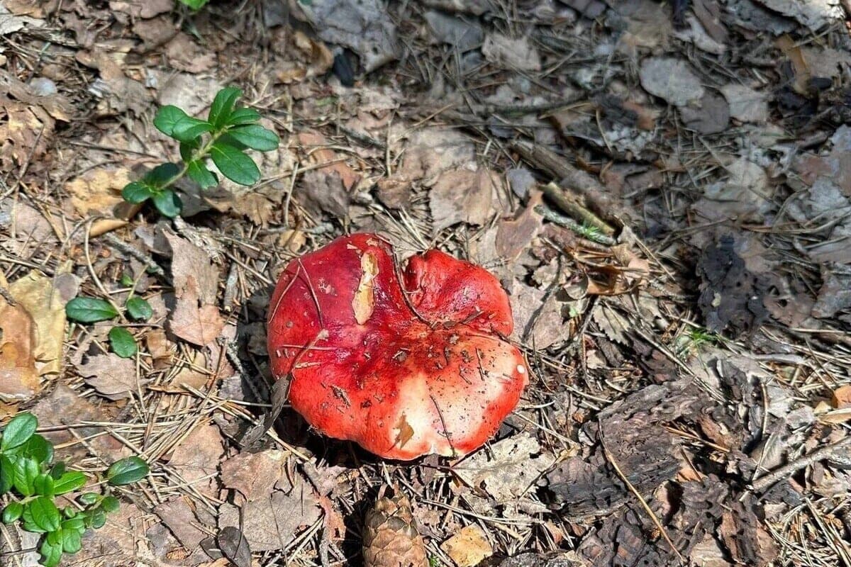 Many nuts and few mushrooms — for the harsh winter. What signs were observed on Kondrat and Ignat and why it was impossible to do nothing on this day