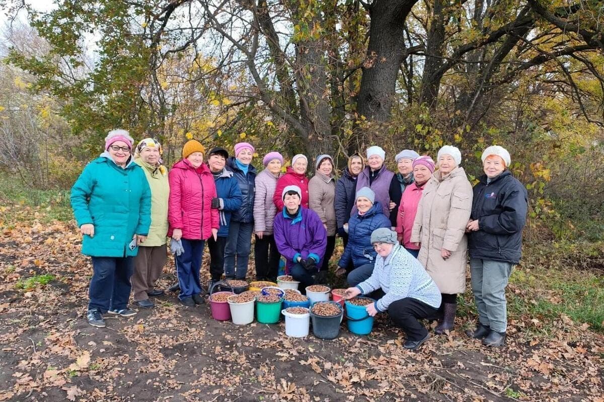 Kuryans von der „Kursk Langlebigkeit sammelten Eicheln für den zukünftigen Wald