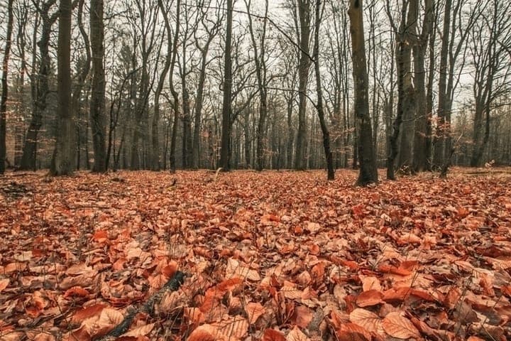 Short-term heat and storm wind: weather forecast in Novosibirsk and the region on October 19