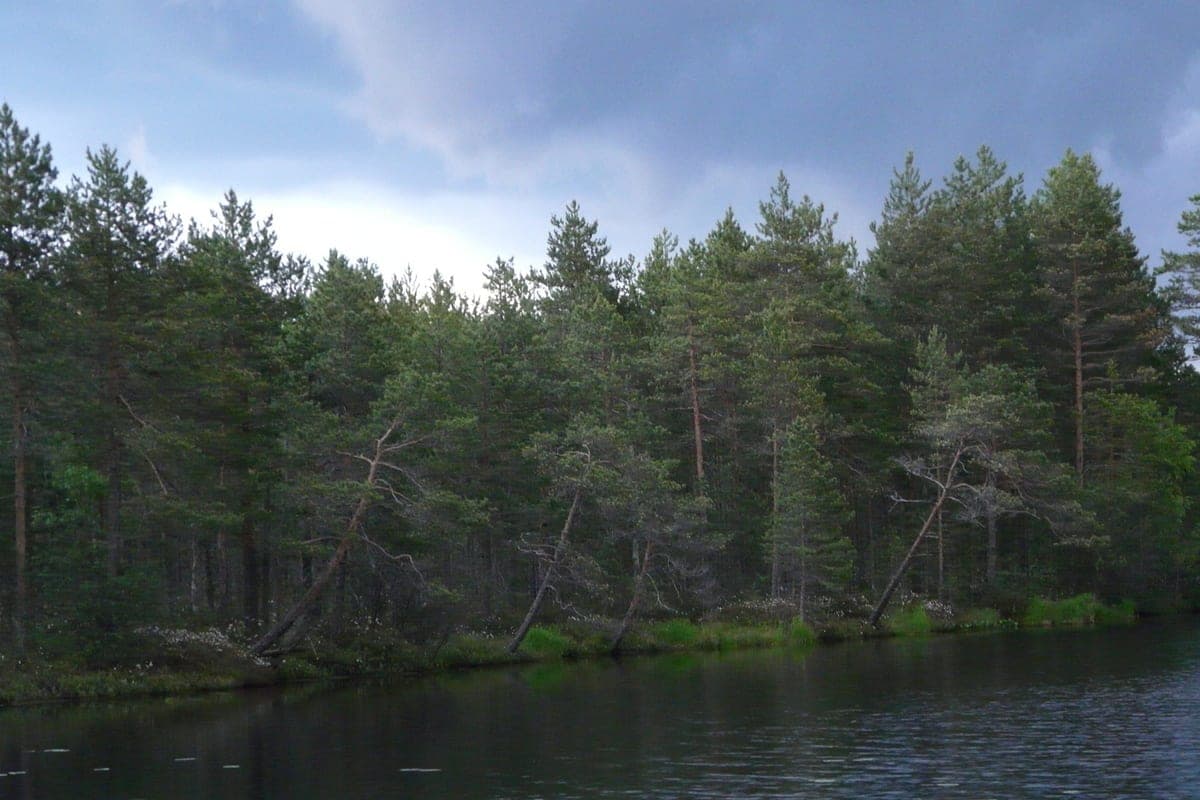 Experienced hunter sent to Zolotitsa to protect residents from bears