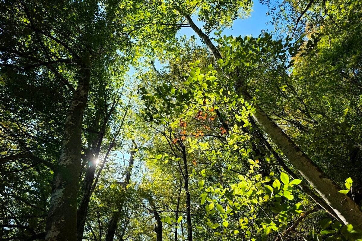 In Krasnodar confirmed the seizure of land in the Teberda National Park worth 98 million rubles