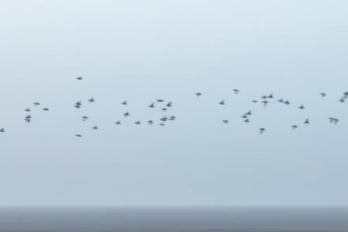 In Kalmykia observed migration of birds