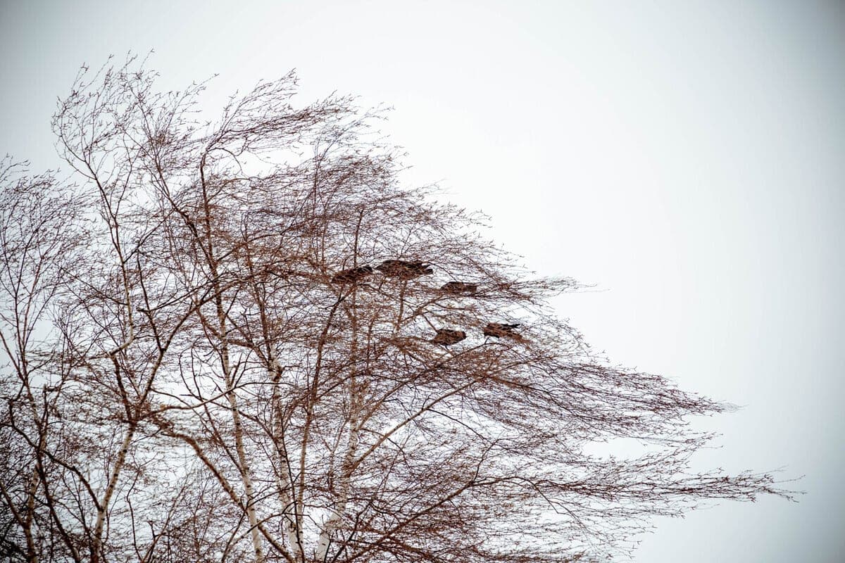 Forecasters warn of strong wind in the Tver region