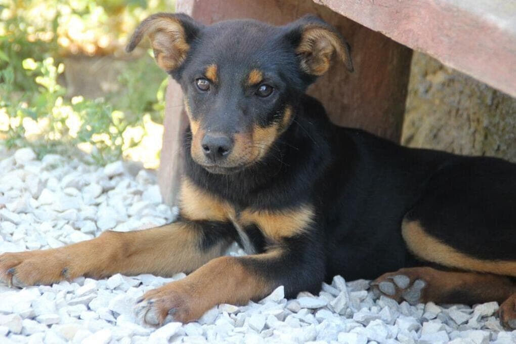 Residents of the Jubilee microdistrict of Krasnodar are worried about children because of a pack of dogs